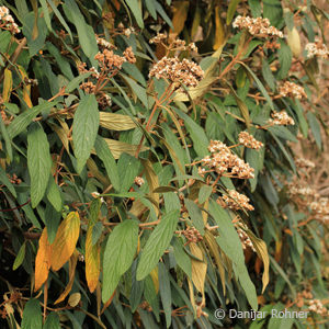 Viburnum rhytidophyllum