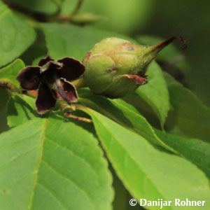 Stewartia pseudocamellia