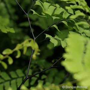 Adiantum pedatum