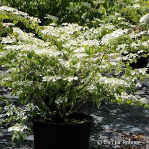 Viburnum plicatum'Cascade'