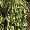 Hedera colchica'Dentata Variegata'