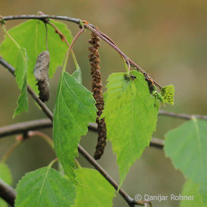 Betula pendula'Youngii'