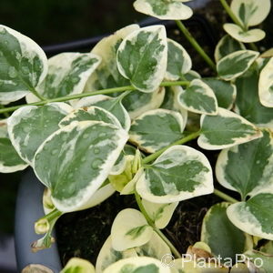 Vinca minor'Variegata'