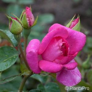 Polyantharose'Manou Meilland'