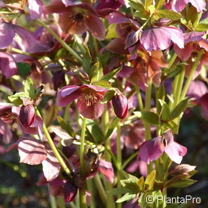 Helleborus orientalis'Montsegur'