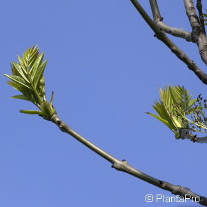 Fraxinus excelsior'Westhof's Glorie'