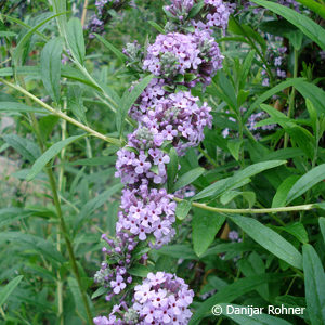 Buddleja alternifolia