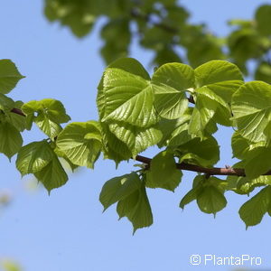 Tilia platyphyllos'Rubra'