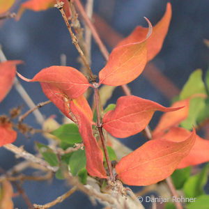 Kolkwitzia amabilis'Pink Cloud'