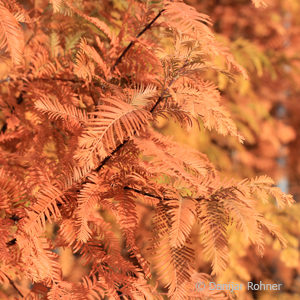 Metasequoia glyptostroboides