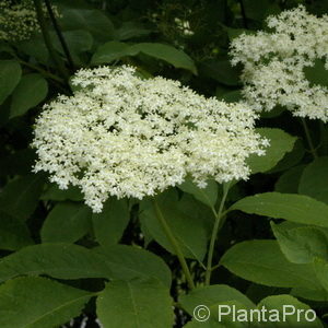 Sambucus nigra'Haschberg'