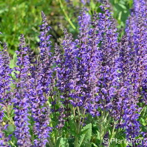 Salvia nemorosa'Mainacht'