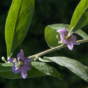 Lycium barbarum