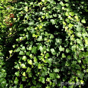 Hedera hibernica