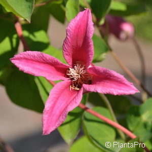 Clematis texensis'Princess Diana'