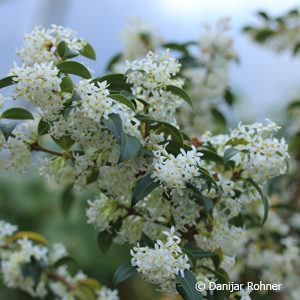 Osmanthus burkwoodii (x)