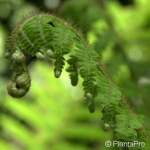 Polystichum setiferum