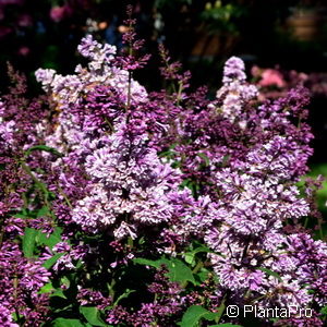 Syringa prestoniae (x)'Royalty'