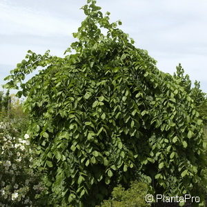 Ulmus glabra'Pendula'