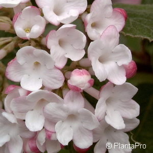 Viburnum carlesii'Aurora'