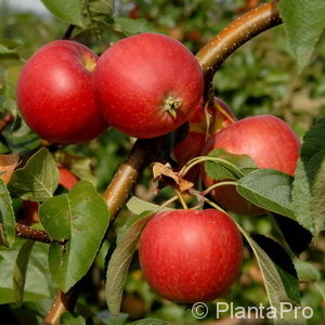 Malus (Apfel)'Resi'