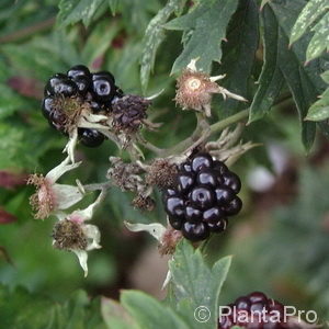 Rubus (Brombeere)'Kiowa'