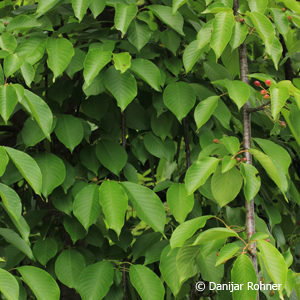 Prunus serrulata'Kiku-shidare'
