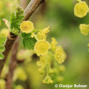 Ribes (Johannisbeere)'Zitavia' weiss