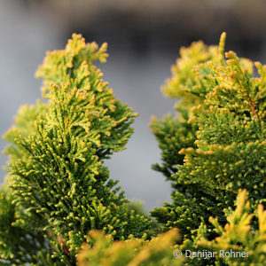 Chamaecyparis obtusa'Nana Gracilis'