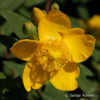 Hypericum'Hidcote'