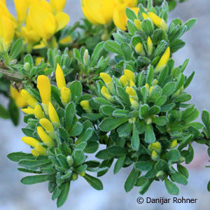 Cytisus decumbens