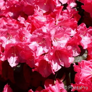 Rhododendron (Williamsianum-Gruppe)'Gartendirektor Glocker'