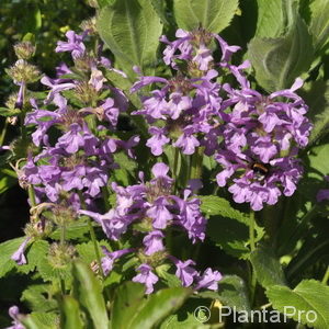 Stachys grandiflora'Superba'