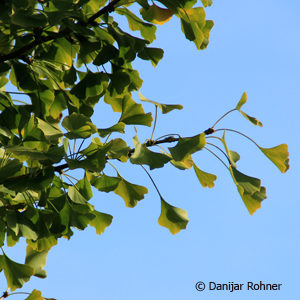 Ginkgo biloba