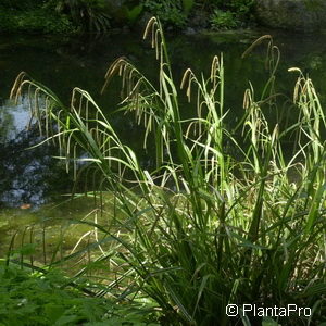 Carex pendula