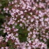 Origanum vulgare'Compactum'