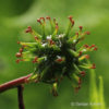 Liquidambar styraciflua