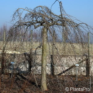 Ulmus glabra'Pendula'