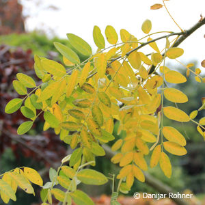 Sophora japonica