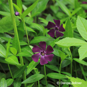 Vinca minorrot