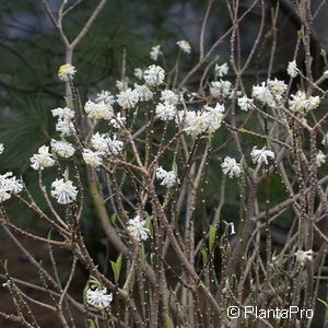 Edgeworthia chrysantha