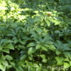 Pachysandra terminalis