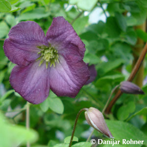 Clematis viticella