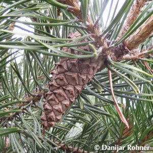 Pinus sylvestris