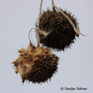 Platanus acerifoliaschirmförmig