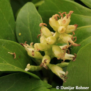 Pachysandra terminalis'Green Carpet'