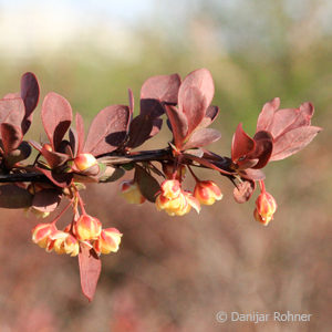 Berberis thunbergii'Atropurpurea'