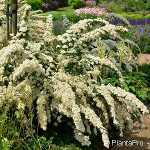 Spiraea nipponica'June Bride'