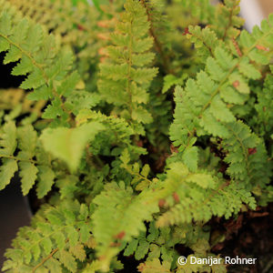 Polystichum setiferum'Proliferum'