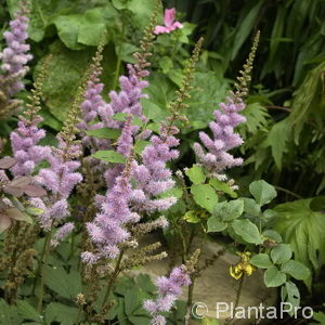 Astilbe chinensisvar. pumila 'Christian'